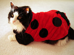 ladybug cat