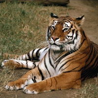 lying down tiger