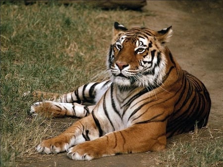 lying down tiger - tiger, wild life, cat