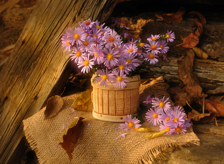 Autumn still life - beauty, autumn, trees, light, still life, purple, fall, beautiful, leaves, flowers