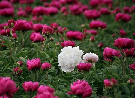 mums - white, plants, pink, flowers, lovely, blooms, nature