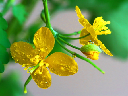 Spring flower - flower, delicate, plant, spring, yellow, nature