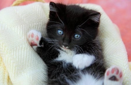 Gimme five - cat, animals, kitty, funny, cute, black, kitten