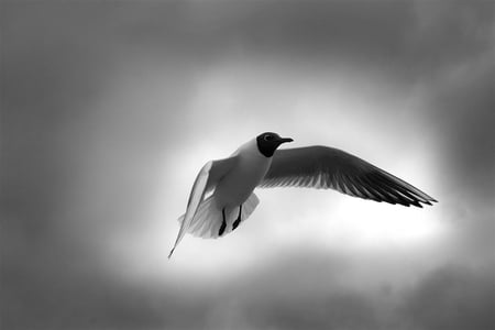 just hangin - white, animals, bird, black