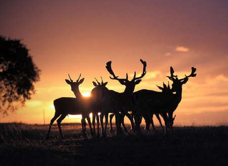 deer on sunsets