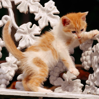 Cute Kitty