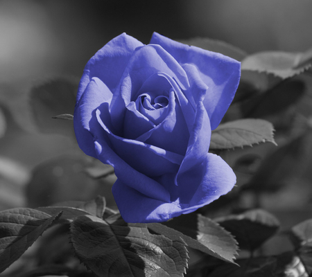 Blue Rose - rose, black and white, blue, beautiful