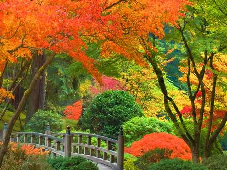 Japanese garden - autumn, colorful, japanese, autumn colors, fall, forest, colors, bridge, garden