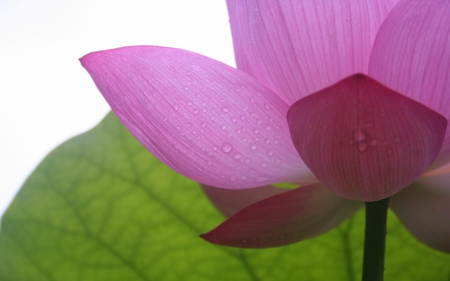 pink lotus - lotus, summer, photography, beauty, spring, flower, pink, nature, green, stilllife