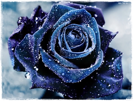 Blue Rose - flower, rose, petals, flowers, love, blue rose, wonderful, blue