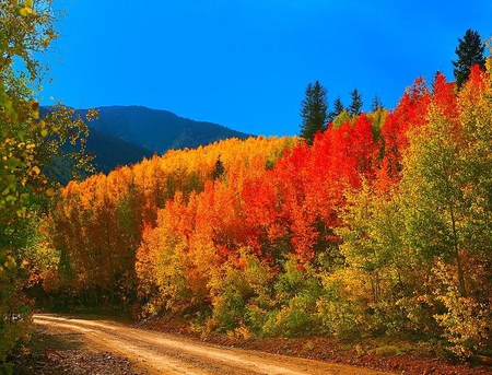 Backroad Colorado Fall Colors - sky, trees, road, autumn