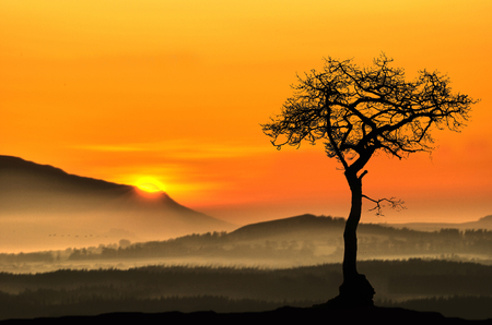 Loneliness.. - loneliness, background, sun, image, black, gold, nature, yellow, sunsets, tree