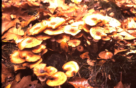 Fungi - fall, nature, autumn, fungi, forest, light