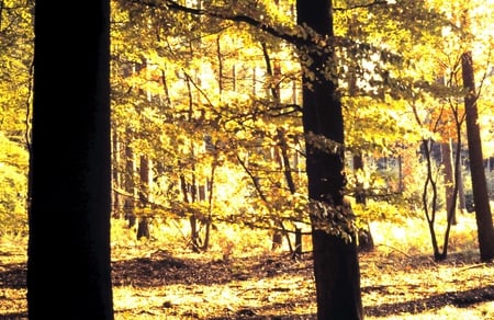 Autumn Sunlight between the trees - nature, trees, woods, sunlight, forest, fagussilvatica