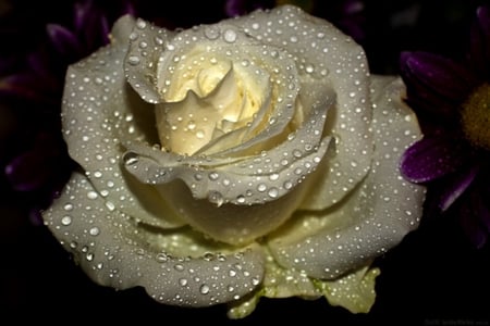 Magic rose - beauty, magic rose, water drops, light, beautiful, wonderful, rose, flower