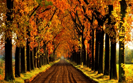 AUTUMN LANE - holland, alley, lined, autumn, lane, tree