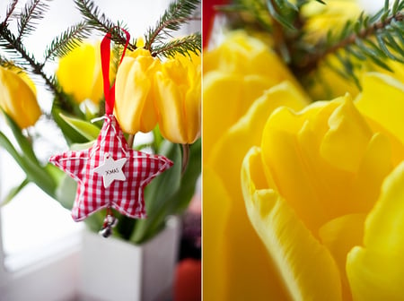 tulip on my window - star, yellow, red, tulip, flowers, plants