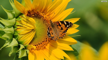 Just the way I am ~ ♥ ~ - warm, sunny, yellow, happy, magnificent, sunflower, forever, beautiful, sunshine, sparkling, love, flower, wonderful, black, happiness, nature, green, bright, butterfly