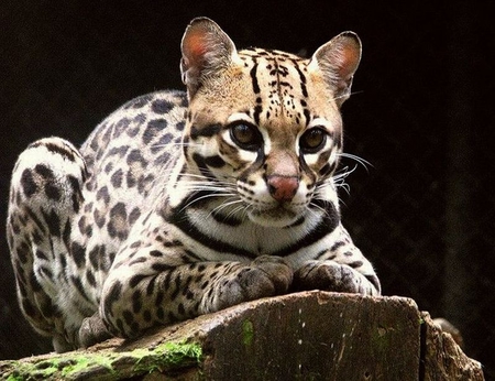 Ocelot Cat - ocelot, photo, beautiful, cat