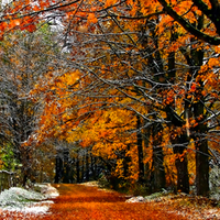 Forest-HDR