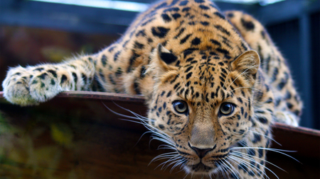 Leopard - a, leopard, branch, beautiful, on