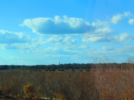 field in florida - florida, blue sky, field, bright