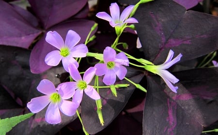 Oxalis corymbosa - exquisite, delicate, pink, purple