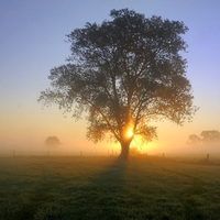 Light Through the Tree