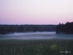 Thick fog in forest