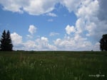 Field and the sky on a summer day