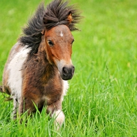 Sweet Baby Horse II