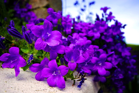 For Sherry Ann - flowers, gree, bunch, purple