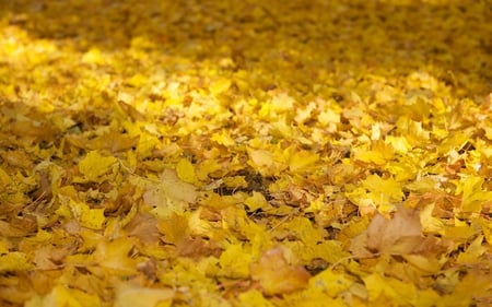 Autumn Carpet - pretty, carpet, yellow, beautiful, leaves, fall, glow, sunlit, forests, nature, rays, autumn, golden