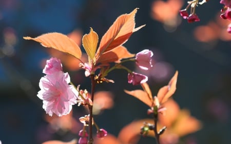 Exotic Blooms - photography, blooms, tropical, plants, exotic, nature, pretty, blossoms, floral, beautiful, flowers