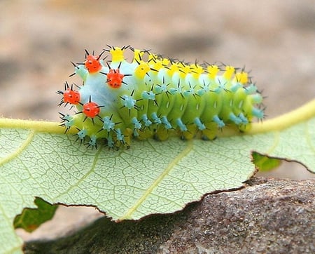 Before the wings - yellow, caterpillar, blue, green, eating red, leaf