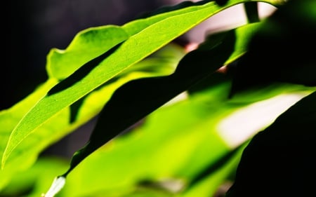 Neon Light - neon, photography, grass, light, leaves, glow, blades, nature, green