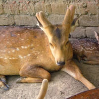 Deer with calf