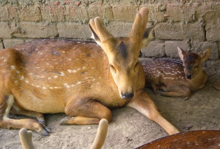 Deer with calf - animals, deer, deer and calf, wild