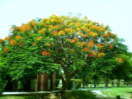 flowering tree - nature, flowering tree, flowers, spring