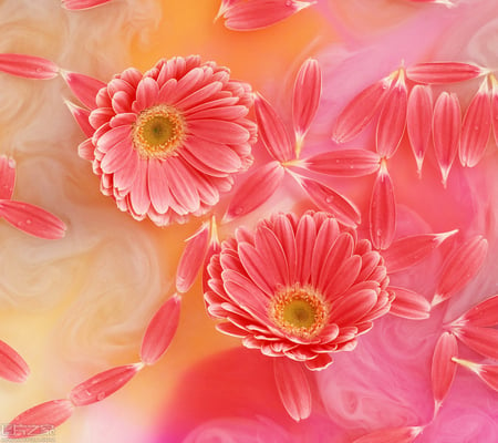 Dreamlike Daisies for Karim - red, petals, gift, beautiful, flowers, daisies