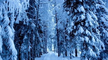 O Iarna ca in Povesti - winter, trees, iarna, poveste