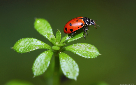 LADYBUG ON A LEAF