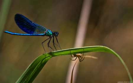 BLUE DRAGONFLY - insects, animals, dragonfly, blue