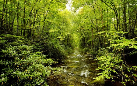 forest stream - forest, trees, nature, river