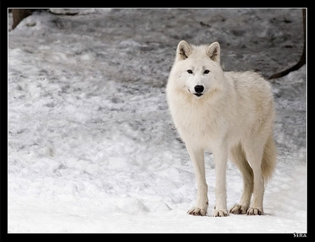 White wolf - white, winter, dogs, white wolf, wild animals, animals