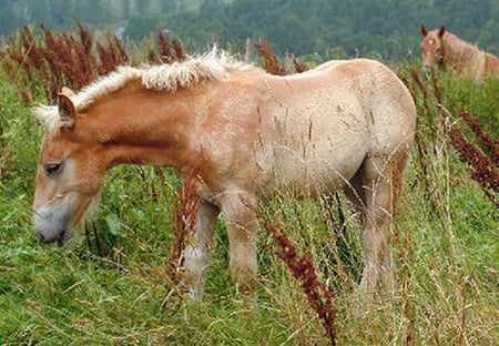 YOUNG FOAL - draft horse, grass, feeding, foal