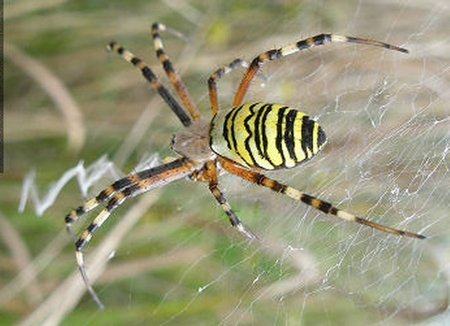 WASP SPIDER - wasp, spider, legs, stripes