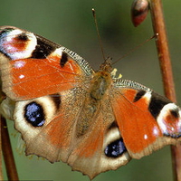 PEACOCK BUTTERFLY