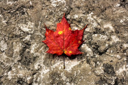 single - beauty, autumn, stilllife, photography, leaf, nature, fall, red, rock