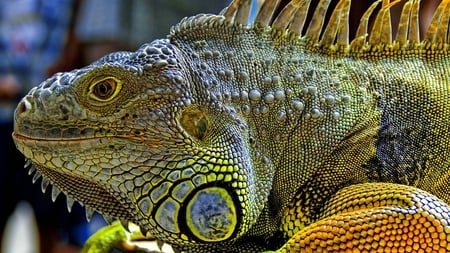 Colorful Reptile for you - lizard, hd, color, reptile